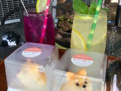 -柴犬高等学院·狗咖·柴犬售卖·宠物训练