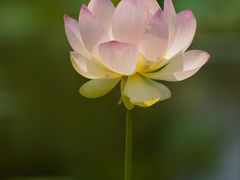 -荷花荡