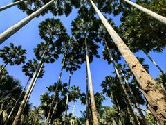 -中国科学院西双版纳热带植物园