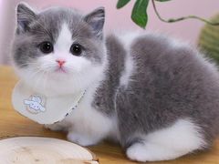 -欣宠猫屋·矮脚拿破仑·蓝金金渐层