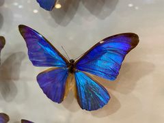 -上海大自然野生昆虫馆(东方明珠·爬宠昆虫探索中心)