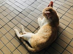 -ခြောက်ထပ်ကြီးရွှေသာလျောင်းဘုရားကြီး