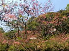 -广州市帽峰山景区