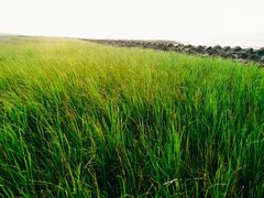 android_upload_pic-南汇嘴观海公园