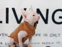 -喵zoo家庭繁育猫舍(尖东智能花园店)