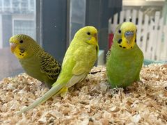 -怪兽屋·羊驼·猫咖·狗咖(俊华广场店)