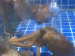 -云南巷海鲜大咖·可加工海鲜