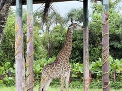 -海南热带野生动植物园