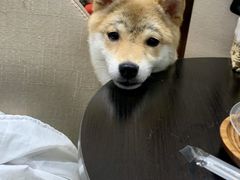 -逗柴咖啡屋·狗咖猫咖宠物桌游