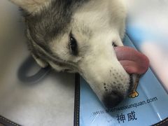 -喜多萌中农锦绣动物医院24H·猫科·牙科MRI·CT