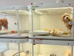 -翊宠yipet猫狗购宠庄园犬舍•猫舍