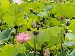 -大兴滨河森林公园