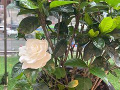 -凤凰路何眼镜香辣蟹(花果园店)