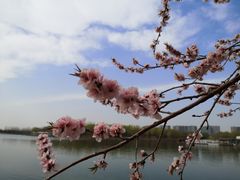 -大兴滨河森林公园