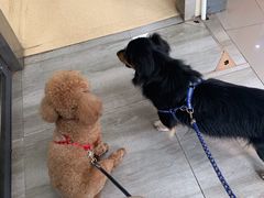 -爱侣宠医·鹦鹉专科·小型哺乳类·异宠专科(灵石路店)