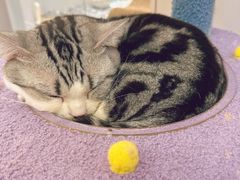 -COLOR PETS 撸猫馆·购猫·猫咖(长风大悦城店)