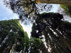 -上色见熊野座神社