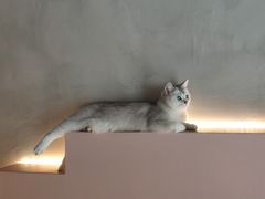 -猫儿山۰猫主题餐厅