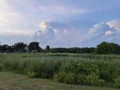 -合肥滨湖国家森林公园