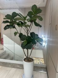 -智美品质医美