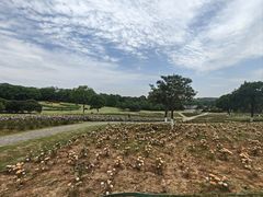-宜兴龙背山森林公园