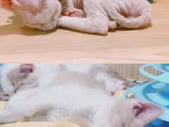 -屋虎猫馆(宝安大仟里店)