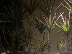-泰·菩提树下[泰式按摩x精油SPAx肩颈头疗](新景店)