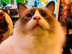 -李小姐の猫咖啡馆(五角场店)