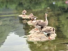 -靖西鹅泉风景区