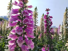 -顺峰山公园
