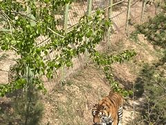 -青藏高原野生动物园