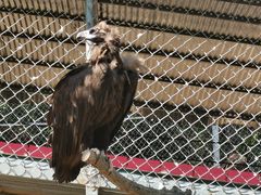 -西霞口神雕山野生动物世界