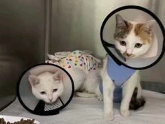 -中农大我爱我爱动物医院·核磁CT·猫病·24小时夜诊中心(石佛营店)
