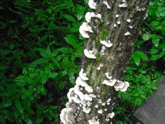 -五营红松林海景区