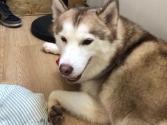 -Husky Go! 哈士奇体验馆·宠物咖啡厅狗咖