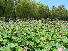 -莲花池公园