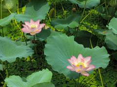 -荔湾湖公园