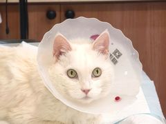 -爱派特动物医院·全科诊疗中心