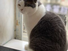 -猫儿山۰猫主题餐厅