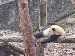 -都江堰中华大熊猫苑