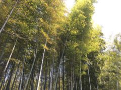 -天目湖山水园