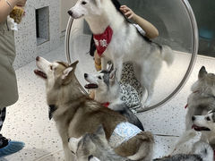 -Husky Go!哈士奇体验馆·宠物咖啡厅狗咖