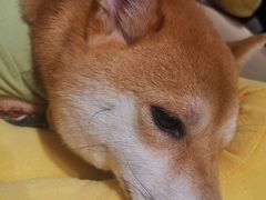 -逗柴咖啡屋·狗咖猫咖宠物桌游