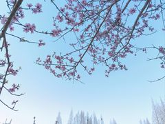 -高东镇樱花园