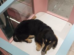 -FAELING PETS美天灵宠物(合生汇店)