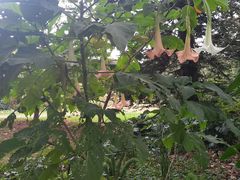 -墨尔本皇家植物园