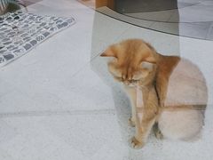 -飞行喵MR PILOT|猫舍·猫咖(静安大融城店)