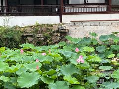 -上海醉白池公园