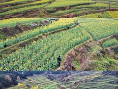 -灵山景区梯田