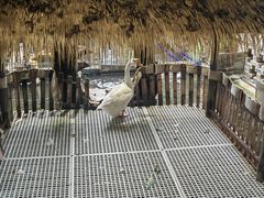 -优之名鹅城